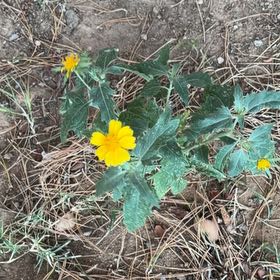 Photo of the plant species Verbesina Encelioides by @FavoredBushlily named Anne on Greg, the plant care app