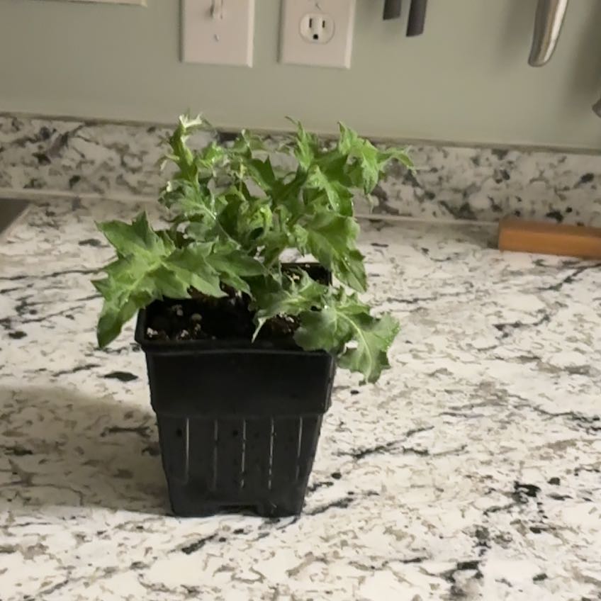 Photo of the plant species Small Globe Thistle by @KookyAnisetree named Bigleef Smalls on Greg, the plant care app