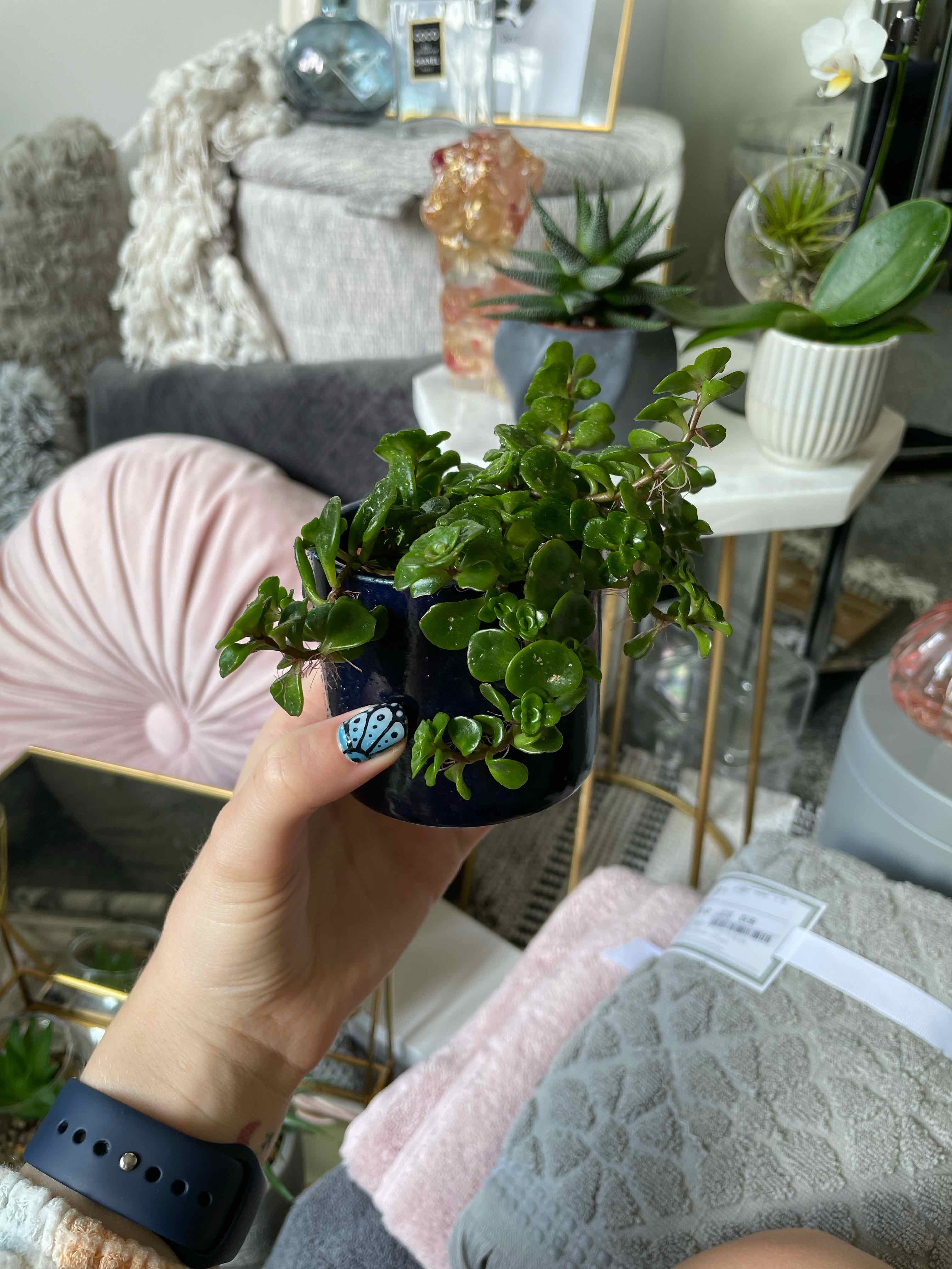 A healthy Japanese stonecrop plant in a small pot, held by a hand with a painted nail.
