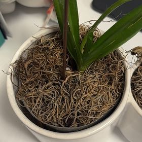 Photo of the plant species Kultana Ruby Orchid by @ShinyFallugia named Beyonce on Greg, the plant care app