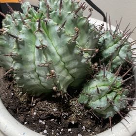 Photo of the plant species African Milk Barrel by @PremiumSeamango named Beckham on Greg, the plant care app