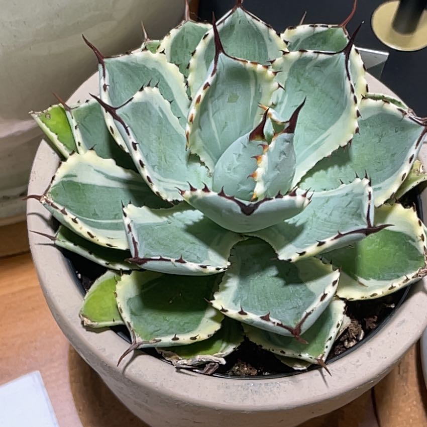 Photo of the plant species Agave 'Kissho Kan' by @PremiumSeamango named Marilyn on Greg, the plant care app