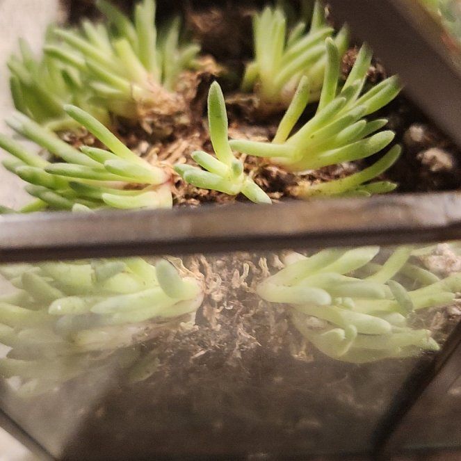 Photo of the plant species Assorted Delosperma by @AlwaysParsley named Maya on Greg, the plant care app