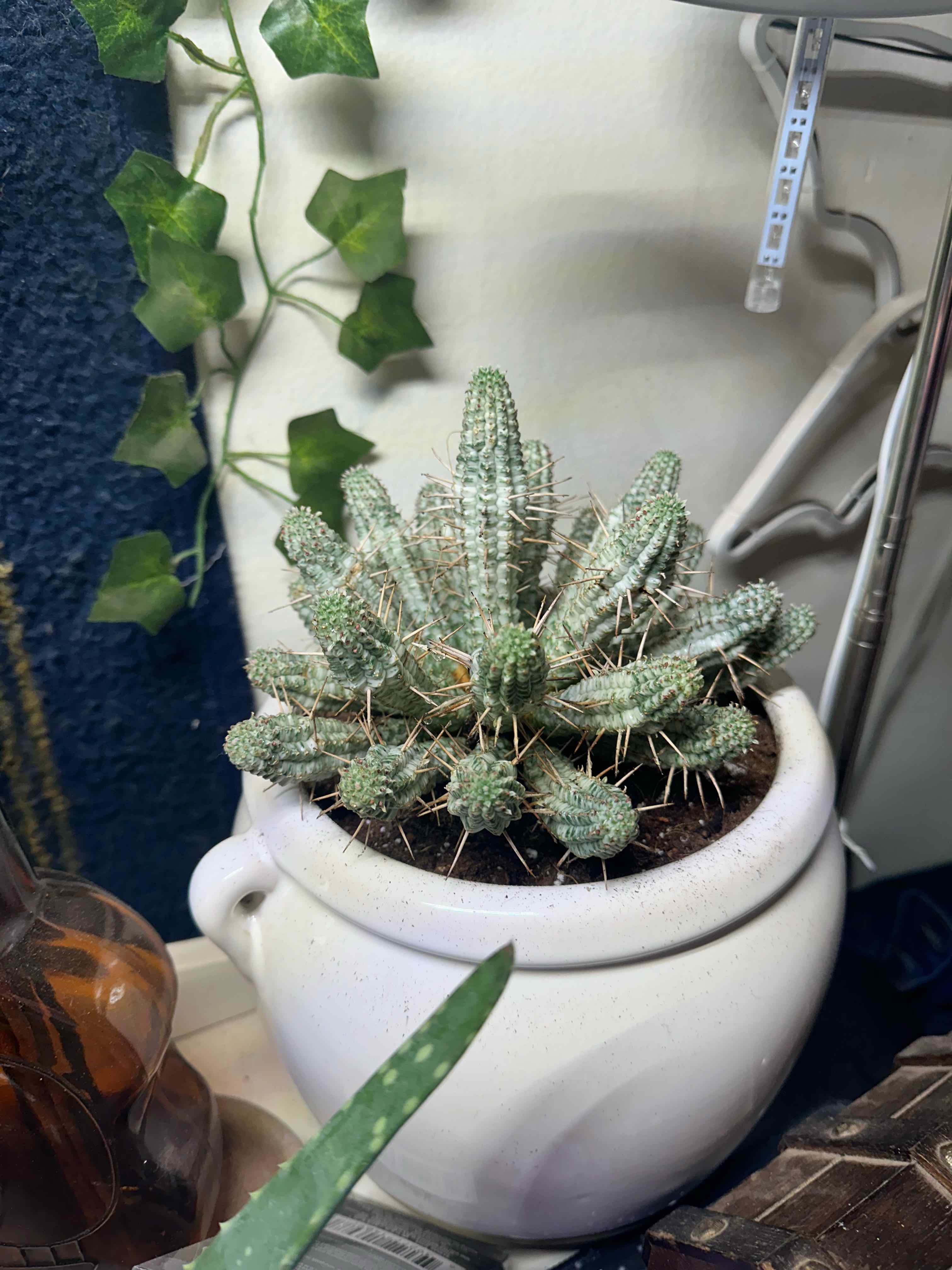 Corncob Cactus in a white pot, healthy with no visible issues.