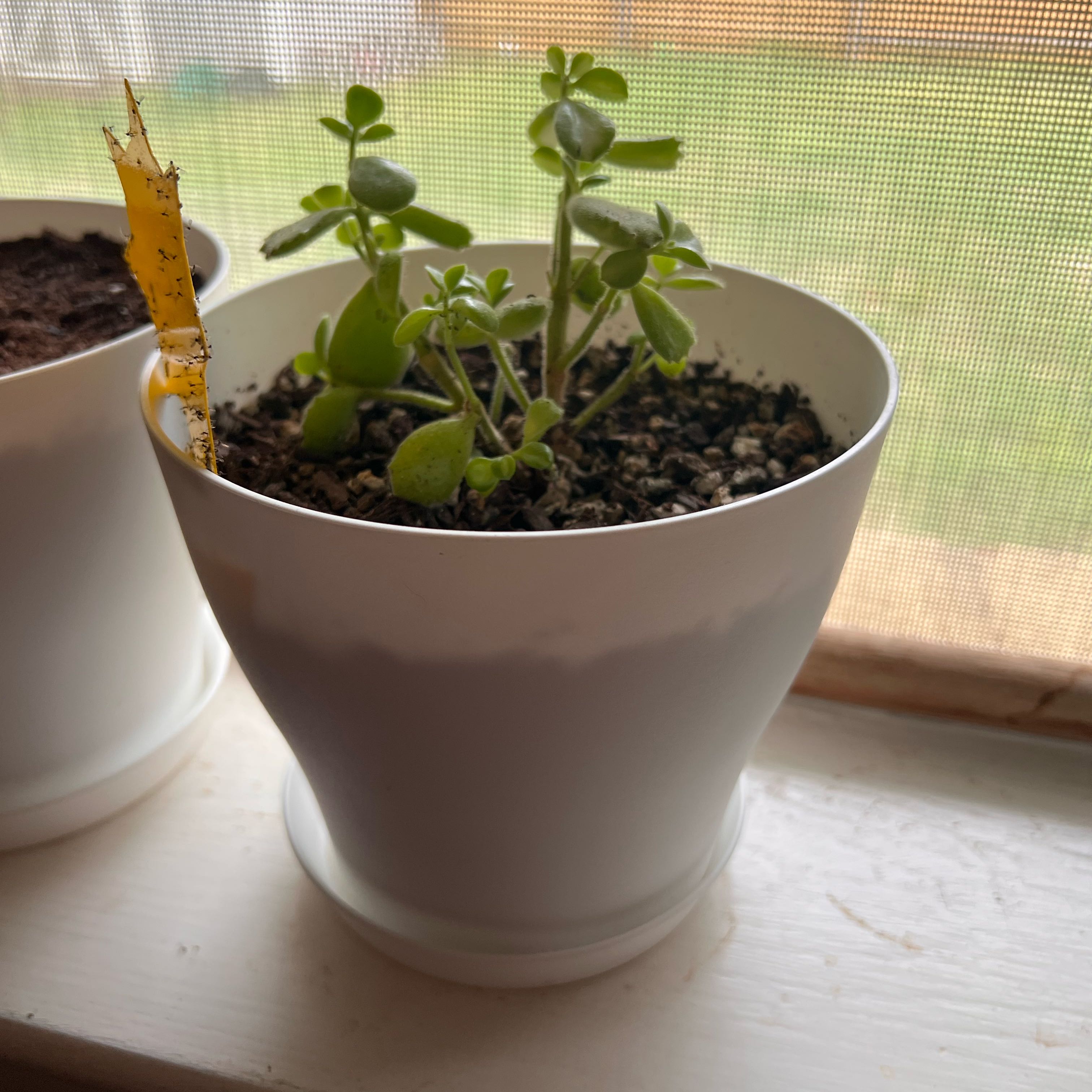 Photo of the plant species Cotyledon tomentosa subsp. ladismithiensis by @Suzieq2 named Bear Paws on Greg, the plant care app