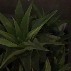 Photo of the plant species Rigid Haworthia by @Suzieq2 named Sonora on Greg, the plant care app