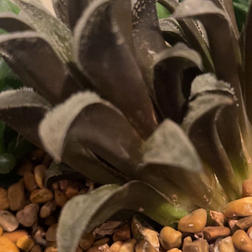 Photo of the plant species Haworthia magnifica by @Suzieq2 named Bella on Greg, the plant care app
