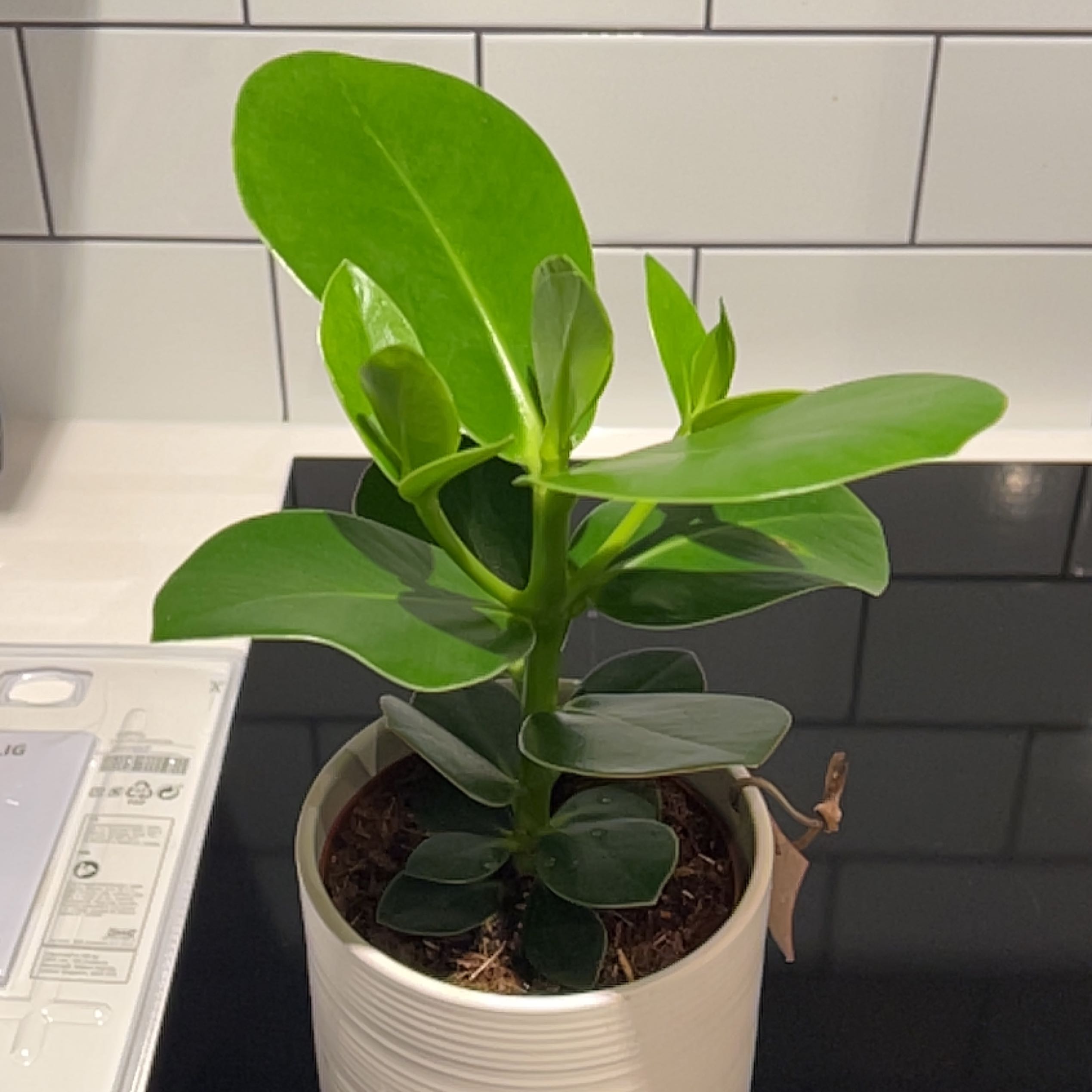 Healthy Autograph Tree in a white pot with vibrant green leaves, indoor setting.