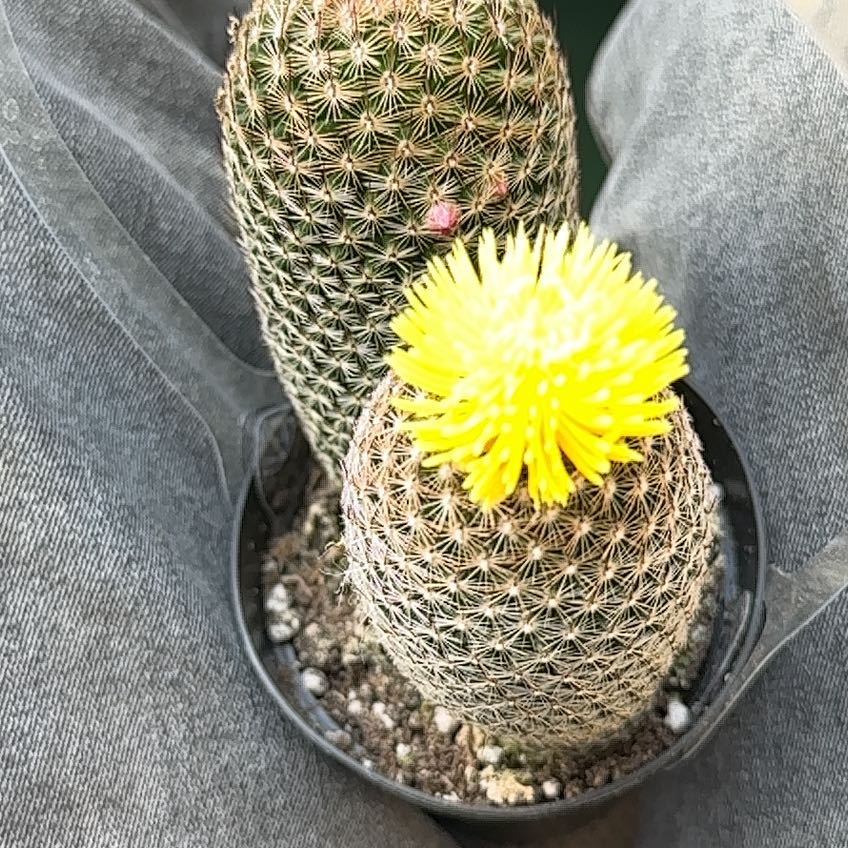Coryphantha erecta cactus with a yellow flower in a pot, soil visible.