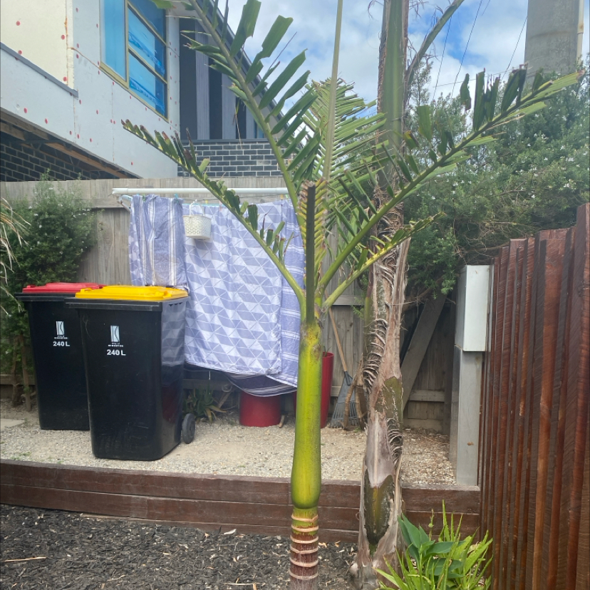 Christmas Palm planted outdoors, healthy with visible soil and no signs of disease.