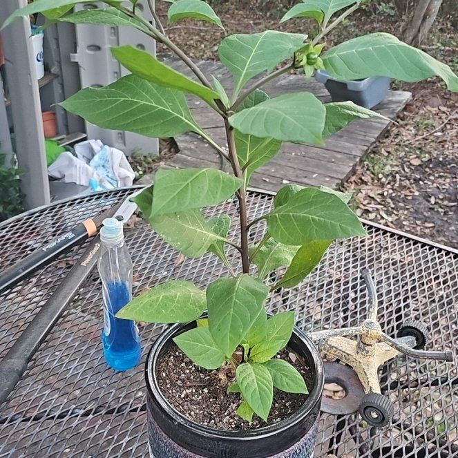 Photo of the plant species Belladonna by @SassyRedclover named Tree Diddy on Greg, the plant care app