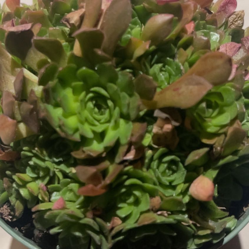 Photo of the plant species Rosularia platyphylla by @SuccinctAlmond named Scarlett on Greg, the plant care app
