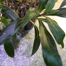 Photo of the plant species Spurgelaurel by @CurrentDaffodil named Osmo on Greg, the plant care app