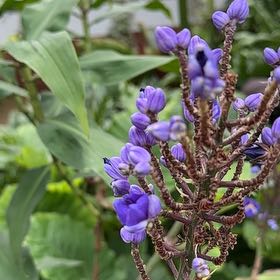Photo of the plant species Blue Ginger by @CurrentDaffodil named James Dean on Greg, the plant care app