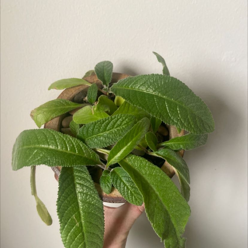 Cape Primrose plant in a pot with healthy green leaves, held by a hand.
