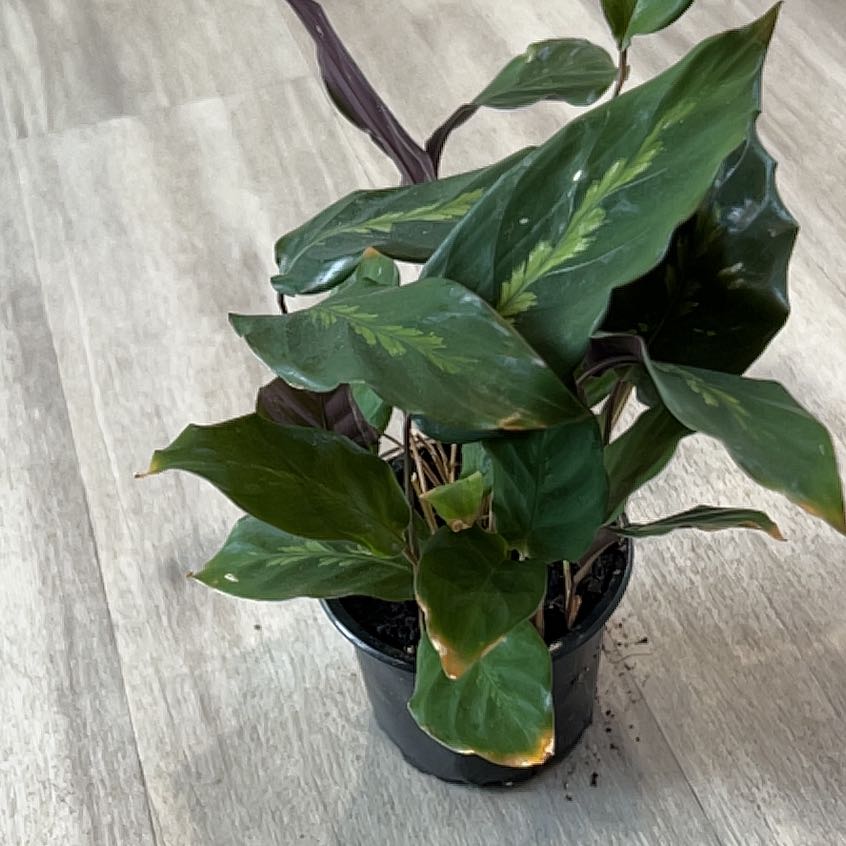 Photo of the plant species Goeppertia louisae by @Jeniijenjen named Louisae on Greg, the plant care app