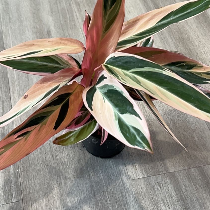Stromanthe sanguinea 'Tricolor' plant with vibrant, variegated leaves in a pot.