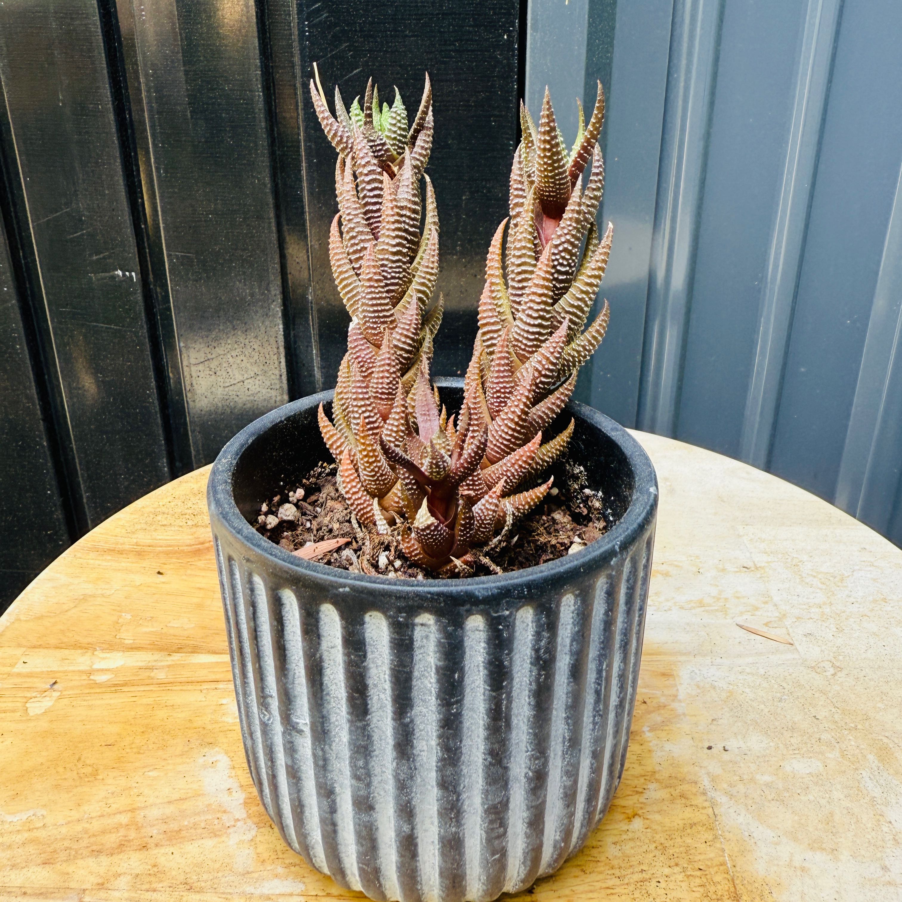 Photo of the plant species Haworthiopsis coarctata var. tenuis by @Michilocha named Xena on Greg, the plant care app