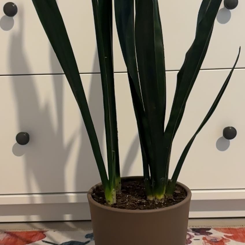 Photo of the plant species sanserveria cordova by @DecisiveRoselle named Snakey on Greg, the plant care app