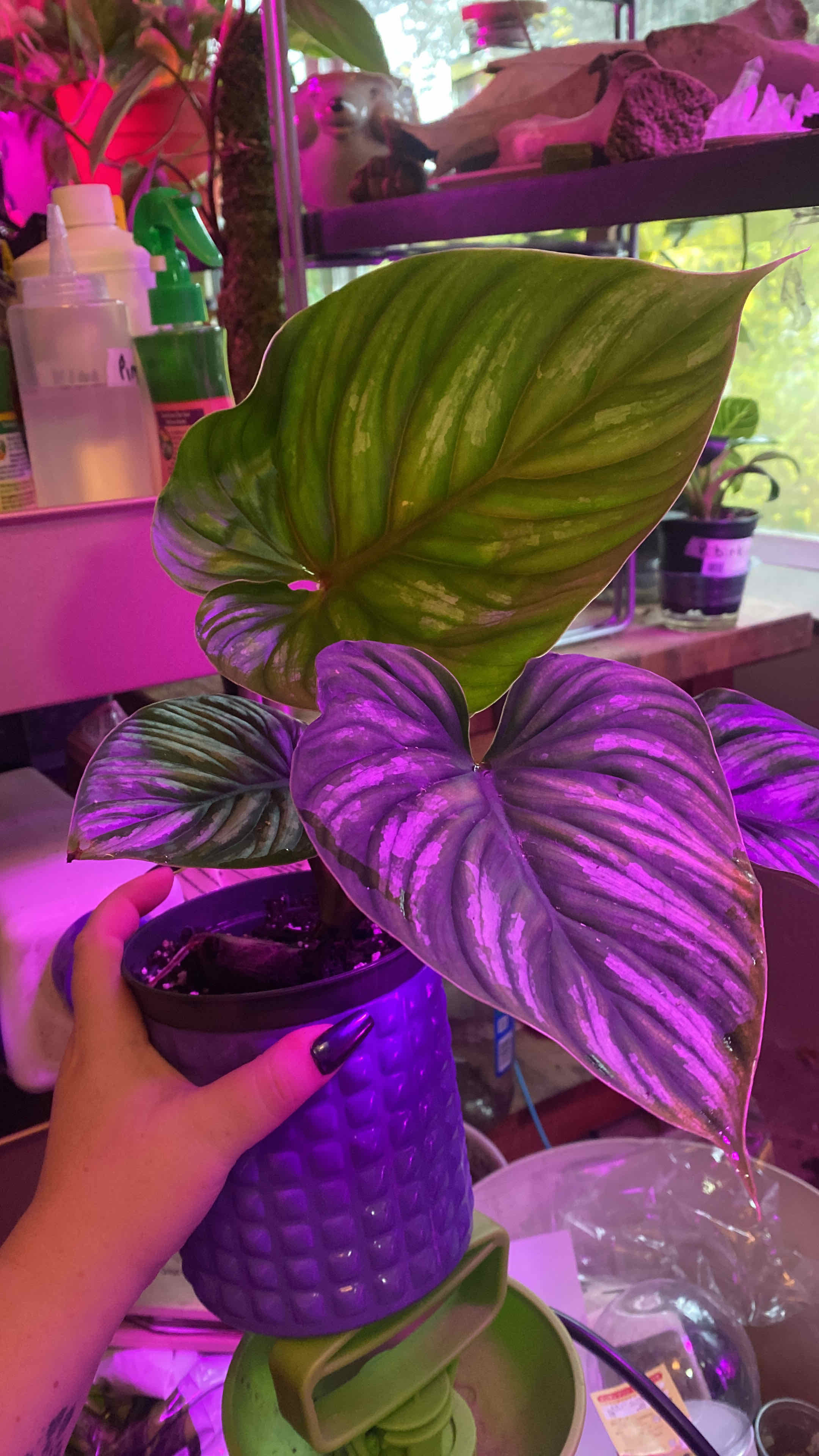 Philodendron plowmanii plant with large, heart-shaped leaves in a pot. Hand holding the pot.