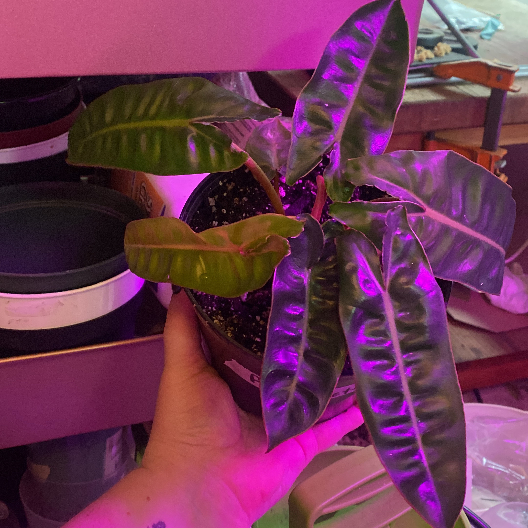 Philodendron billietiae plant with glossy leaves in a pot, held by a hand under purple lighting.