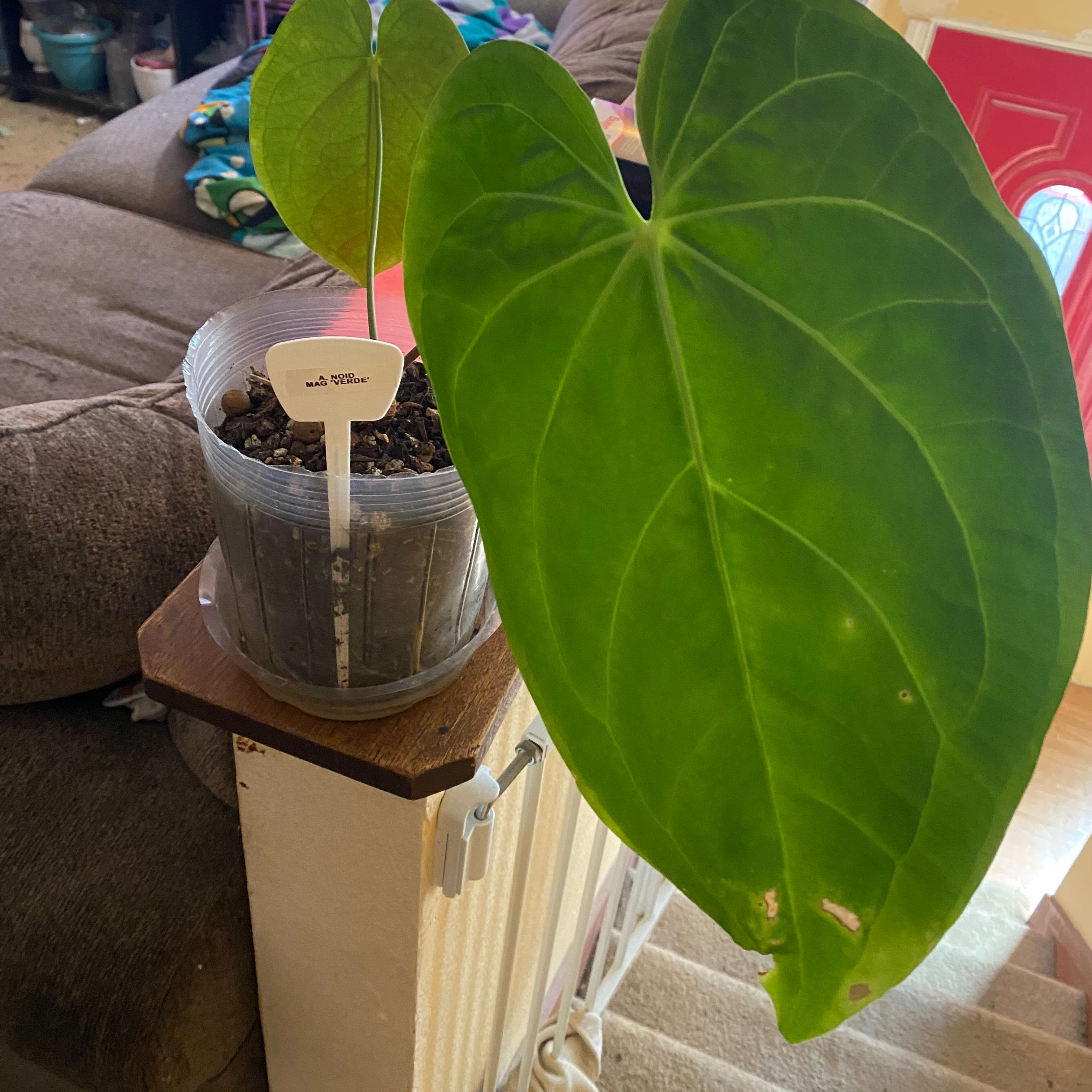 🌞 Does My Anthurium magnificum Need Direct Sunlight?