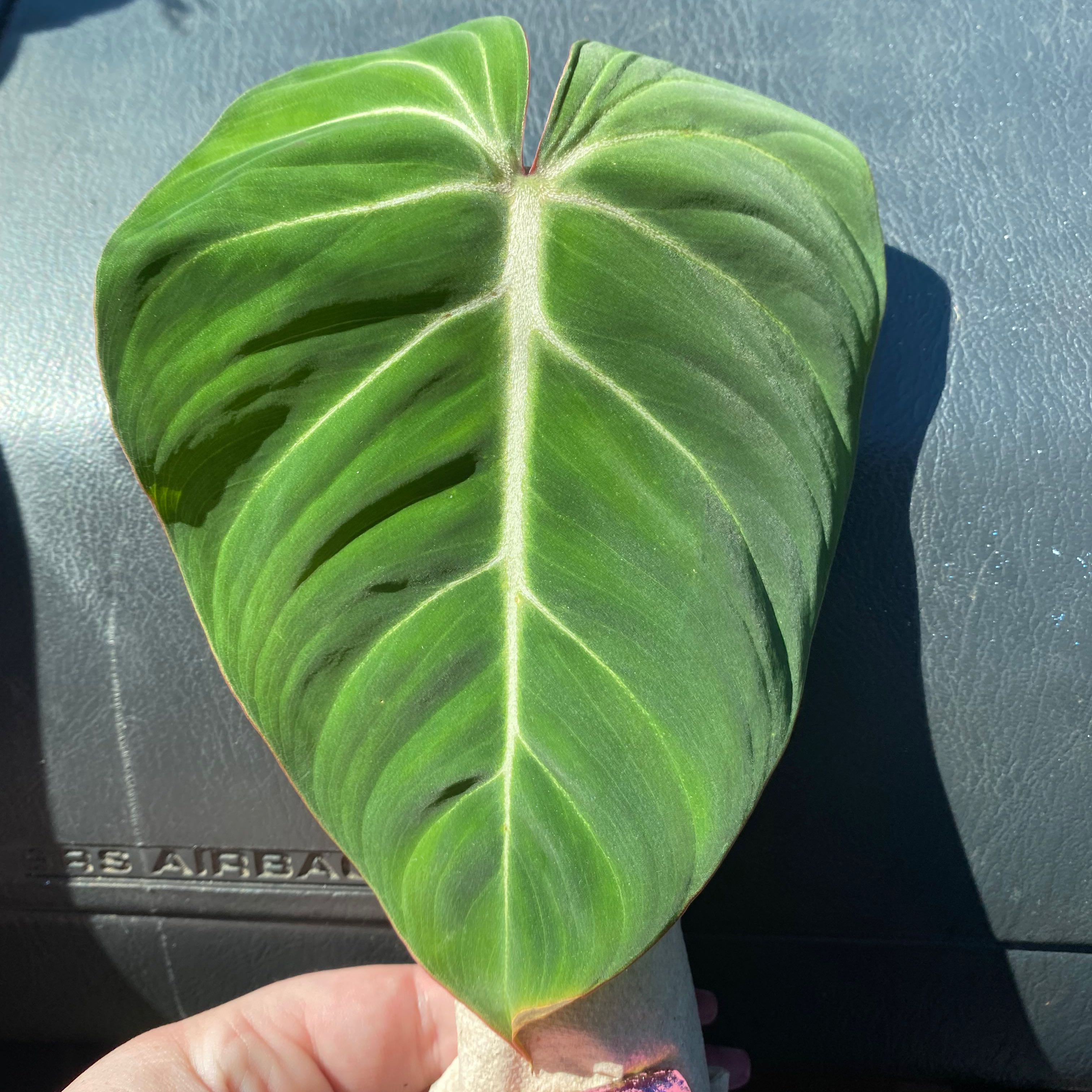 Close-up of a healthy Philodendron gloriosum leaf with prominent veins.