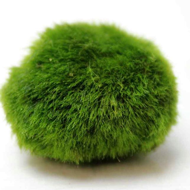 Photo of the plant species Marimo by Emily named Moss on Greg, the plant care app