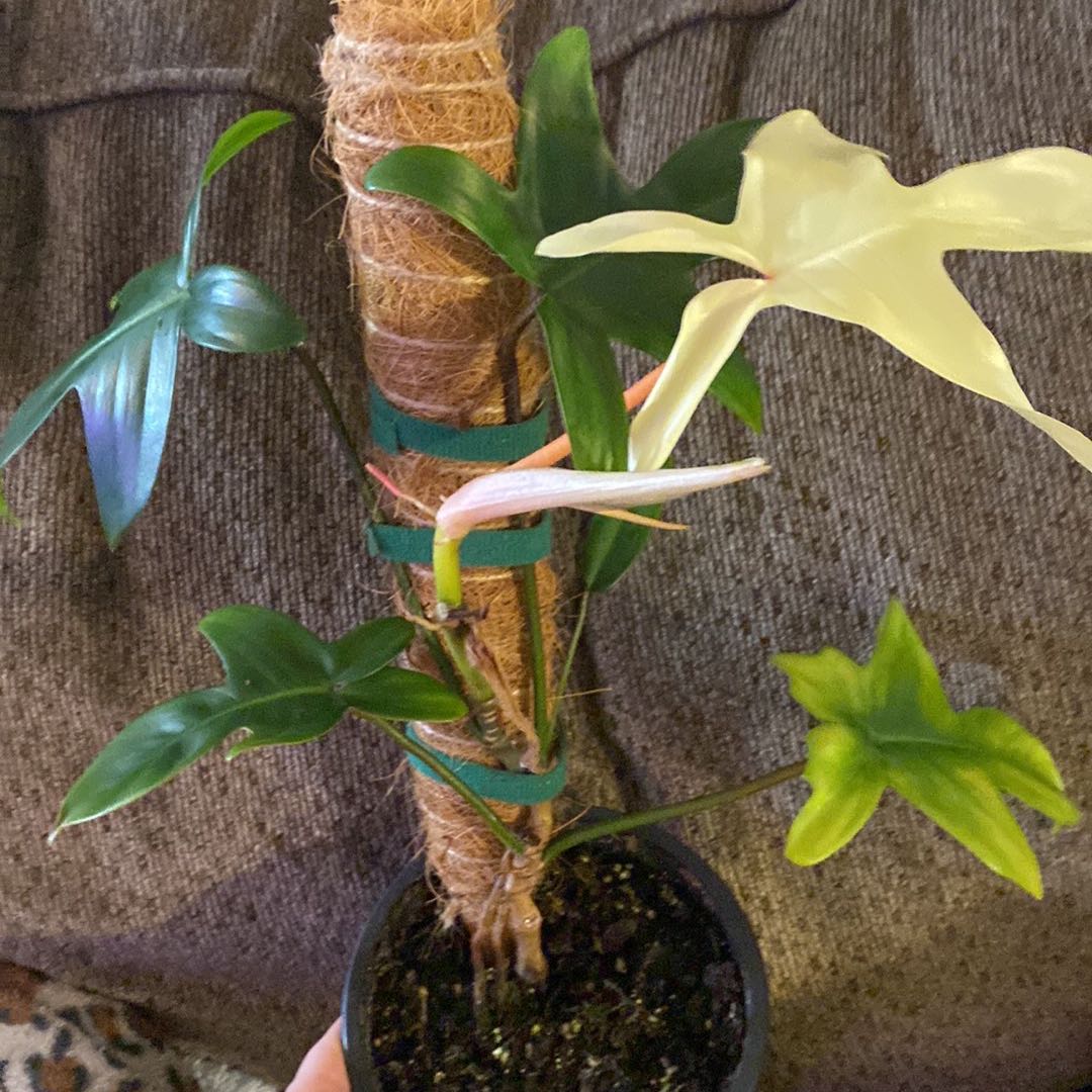 Philodendron 'Florida Ghost' plant with green and white leaves, supported by a moss pole.
