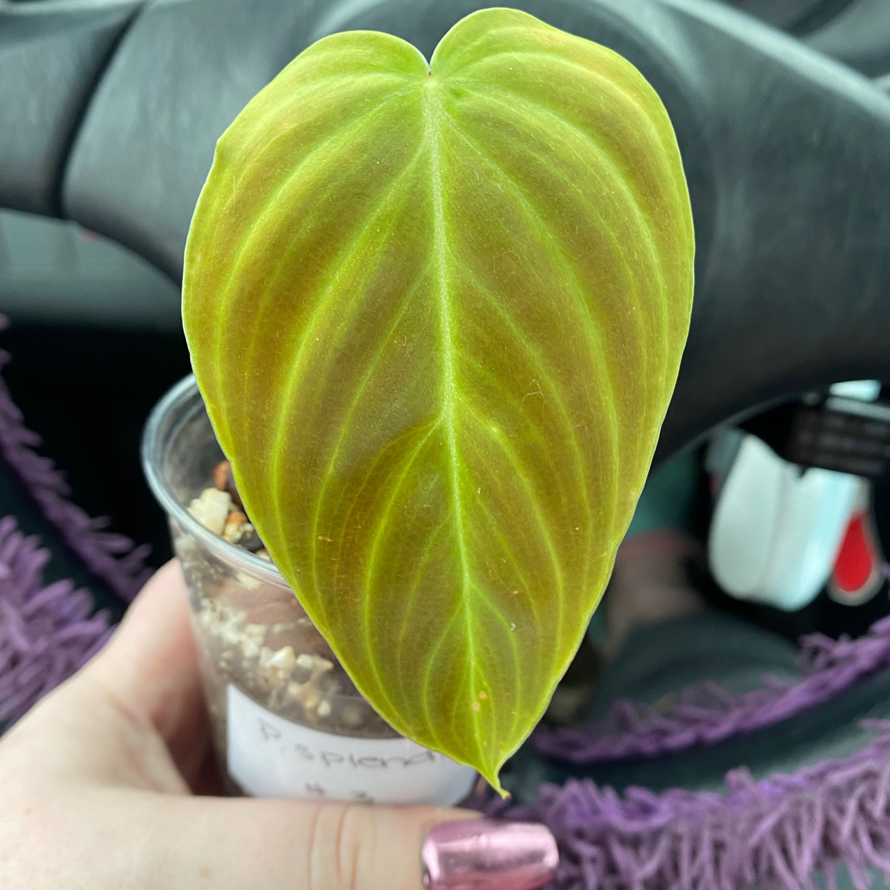 Philodendron Splendid leaf in a small container with visible soil, held by a hand.
