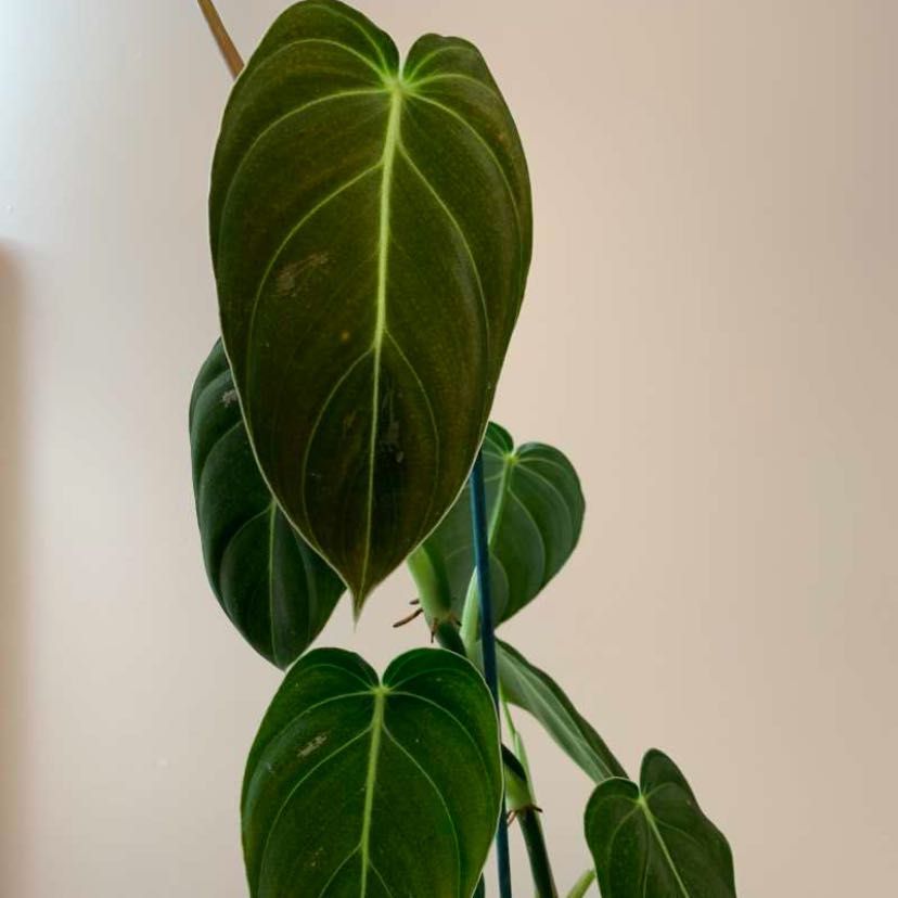 Black Gold Philodendron with large, dark green leaves, well-framed and centered.
