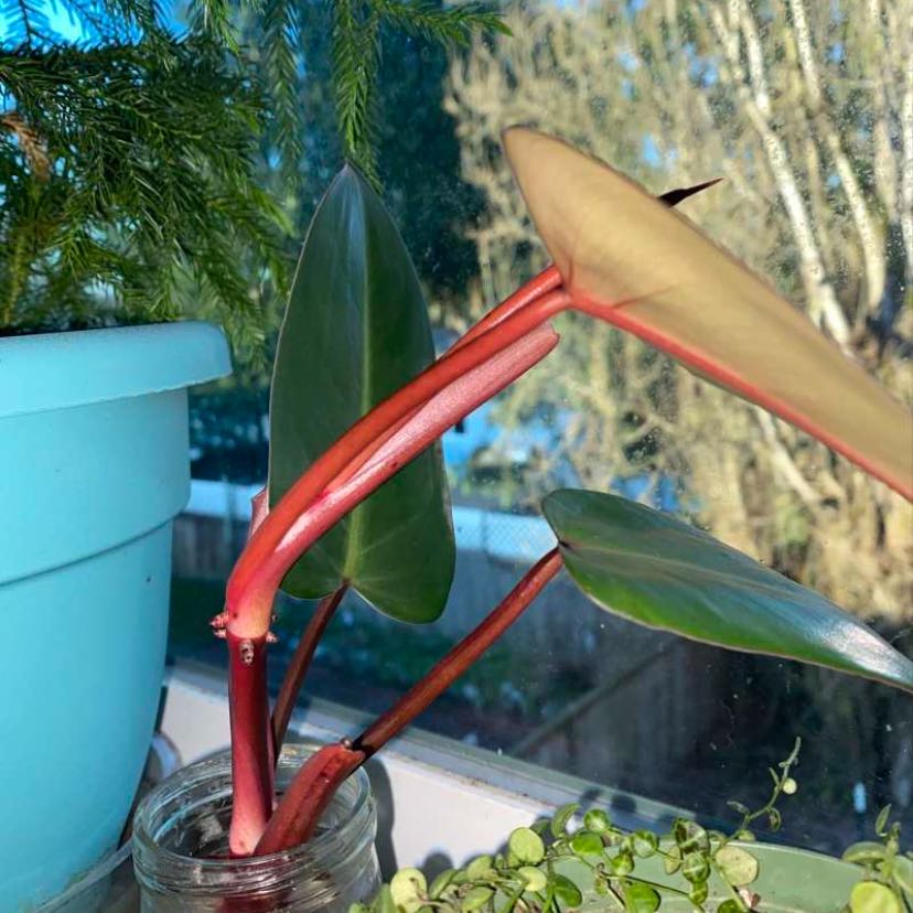 Philodendron 'Imperial Red' plant with red stems and green leaves in a jar, next to a blue pot.