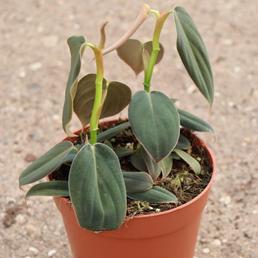 Potted Philodendron gigas with dark green leaves, healthy appearance.