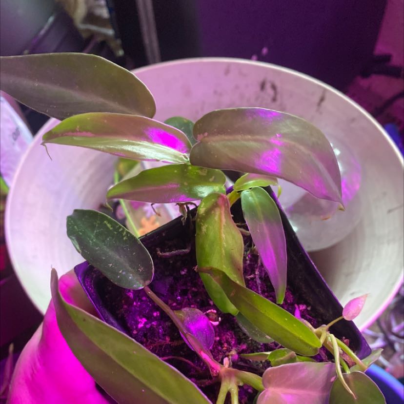 Philo Golden Dragon plant in a small pot under artificial lighting, with some leaf discoloration.