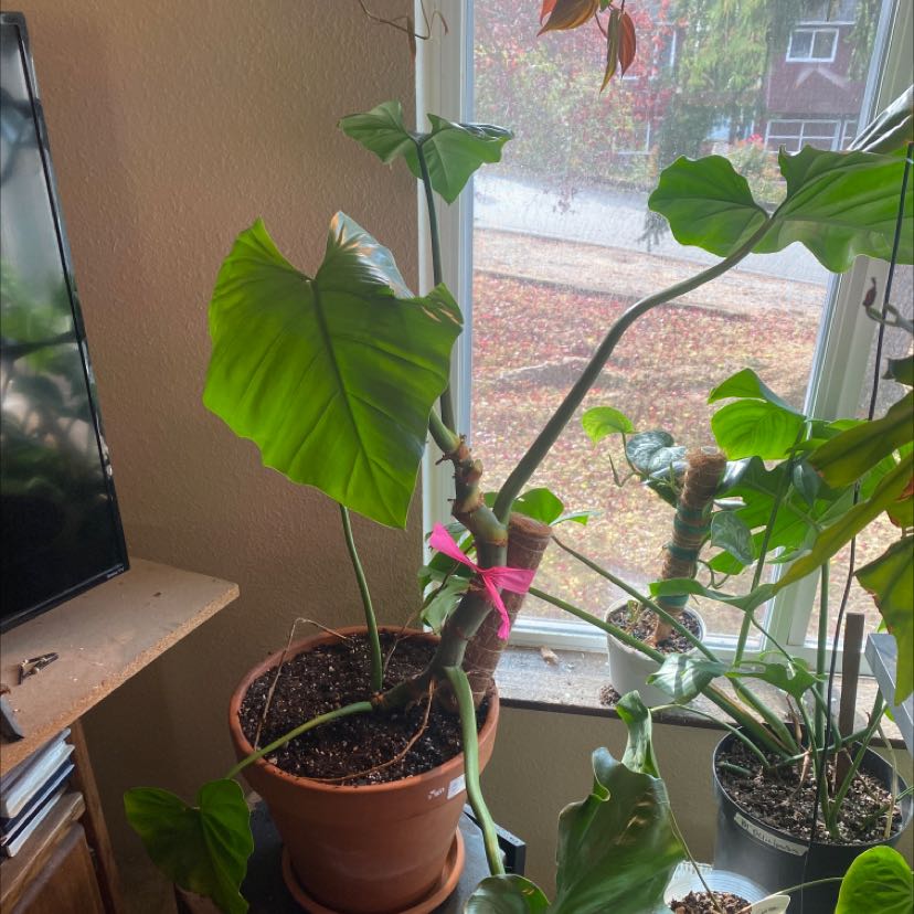 Potted Elephant Ear Philodendron indoors near a window with large, green leaves.
