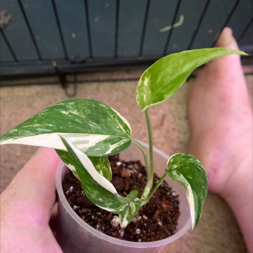 Albo Epipremnum Pinnatum plant with variegated leaves in a clear plastic container.