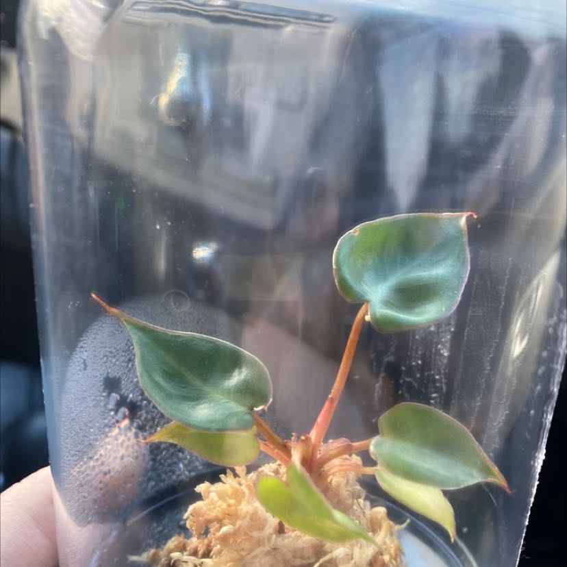 Philodendron billietiae plant in a transparent container, appearing healthy with green leaves.