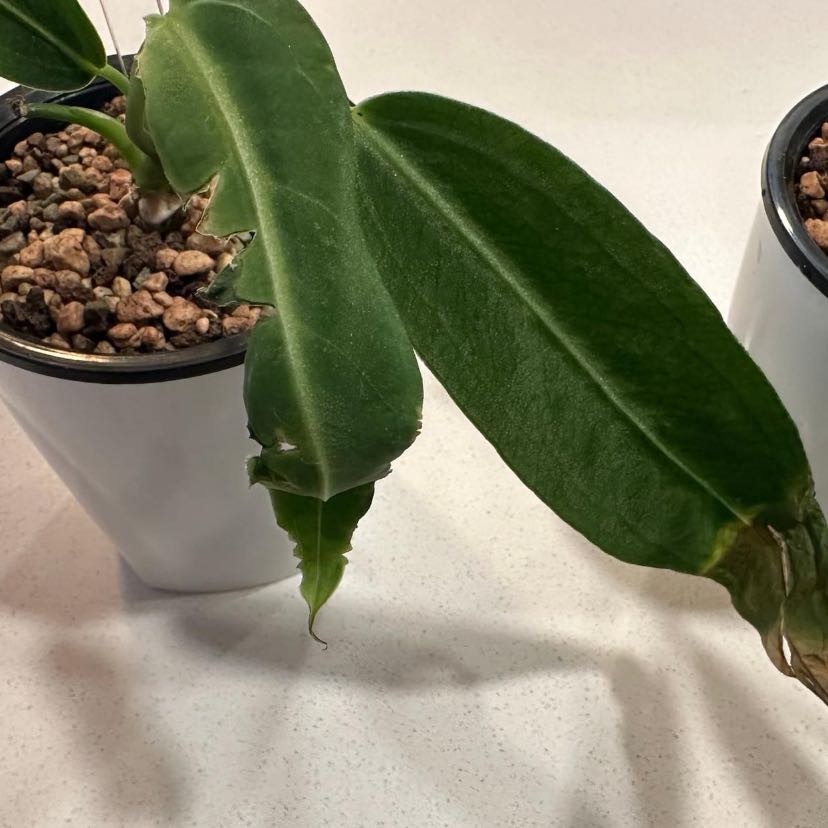Anthurium warocqueanum plant with elongated leaves, some browning at the tips, in a white pot with visible soil and pebbles.