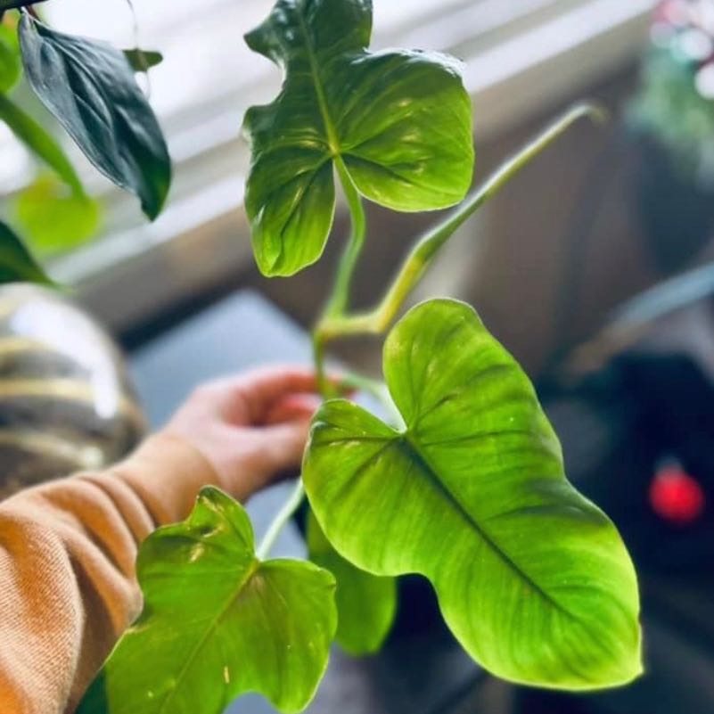 Horsehead Philodendron with vibrant green leaves held by a hand.
