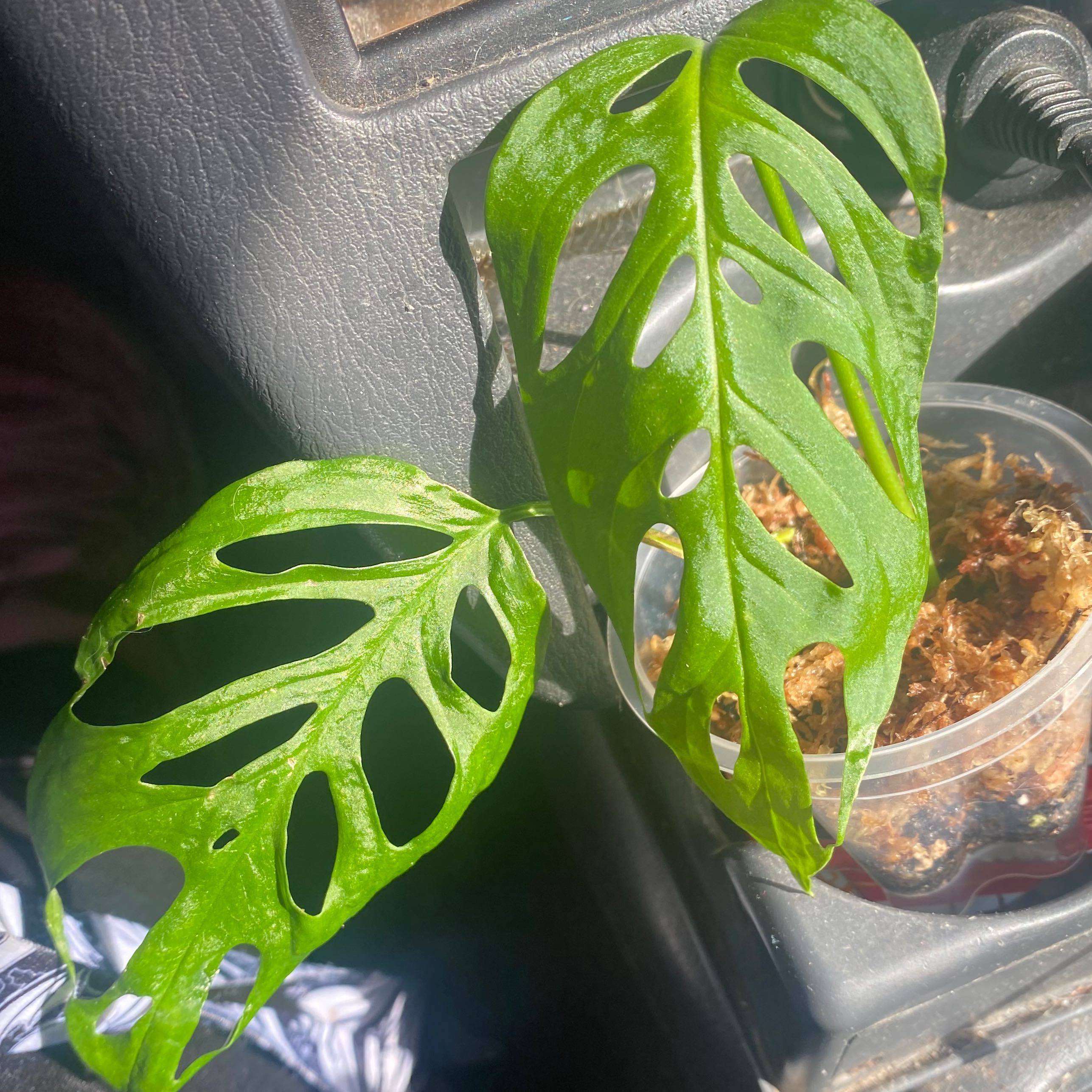 Monstera esqueleto plant with green fenestrated leaves in a small container inside a vehicle.