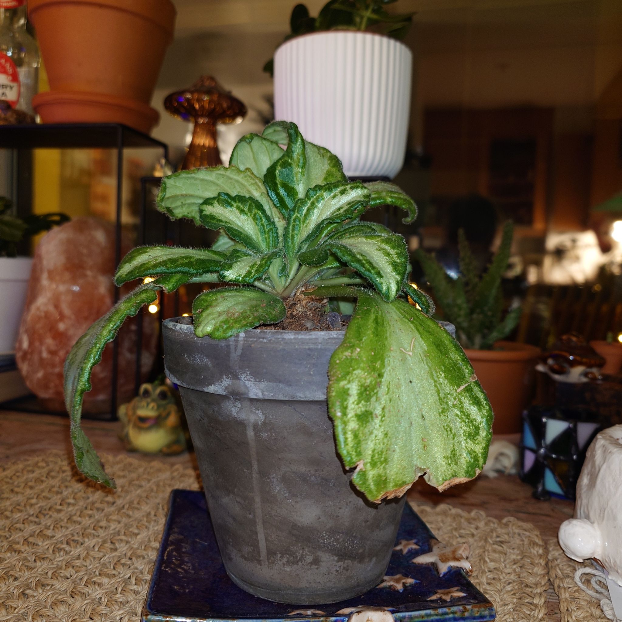 Photo of the plant species Primulina 'Dryas' by @MaddieILF named Janey on Greg, the plant care app