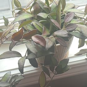 Photo of the plant species Hoya Rosarioae by @KnightDidelta named Achilles on Greg, the plant care app