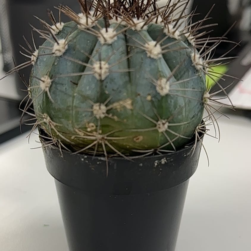 Photo of the plant species Melocactus azureus by @YiftCuttings named Luna - Hector on Greg, the plant care app