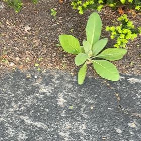 Photo of the plant species Mullein by @FullGrecianfir named Nithin on Greg, the plant care app