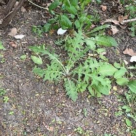 Photo of the plant species Wild Wormwood by @FullGrecianfir named Maya on Greg, the plant care app