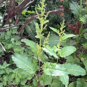 Photo of the plant species Broad-Leaved Dock by @FullGrecianfir named McKinley on Greg, the plant care app