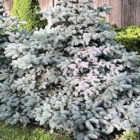 Photo of the plant species Blue Spruce by @FullGrecianfir named Marley on Greg, the plant care app