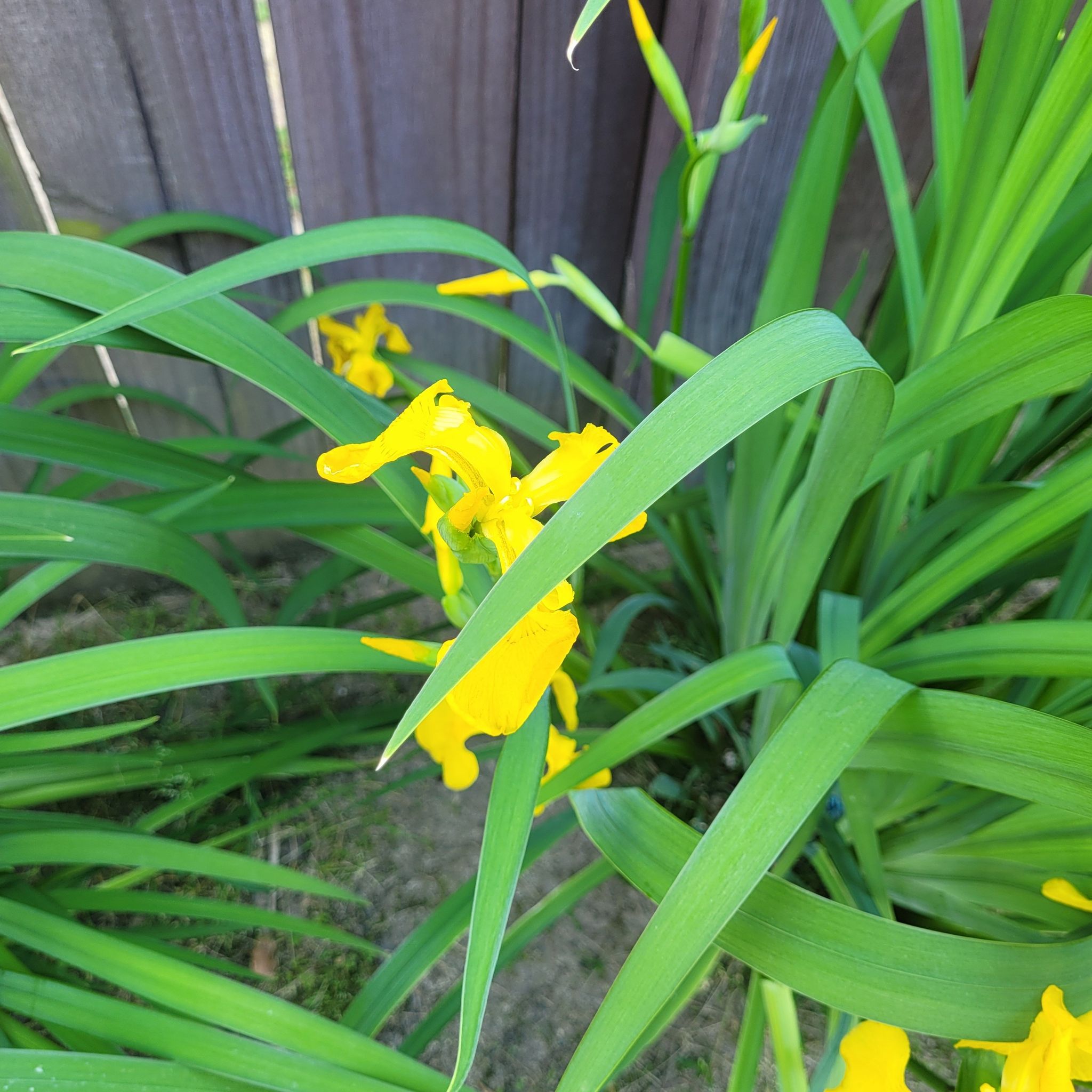 Yellow Iris plant with vibrant yellow flowers and long green leaves.