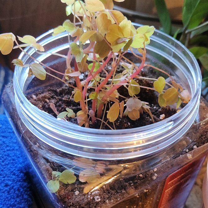 Photo of the plant species Golden Oxalis by @RichLillypilly named ChloroPhil on Greg, the plant care app