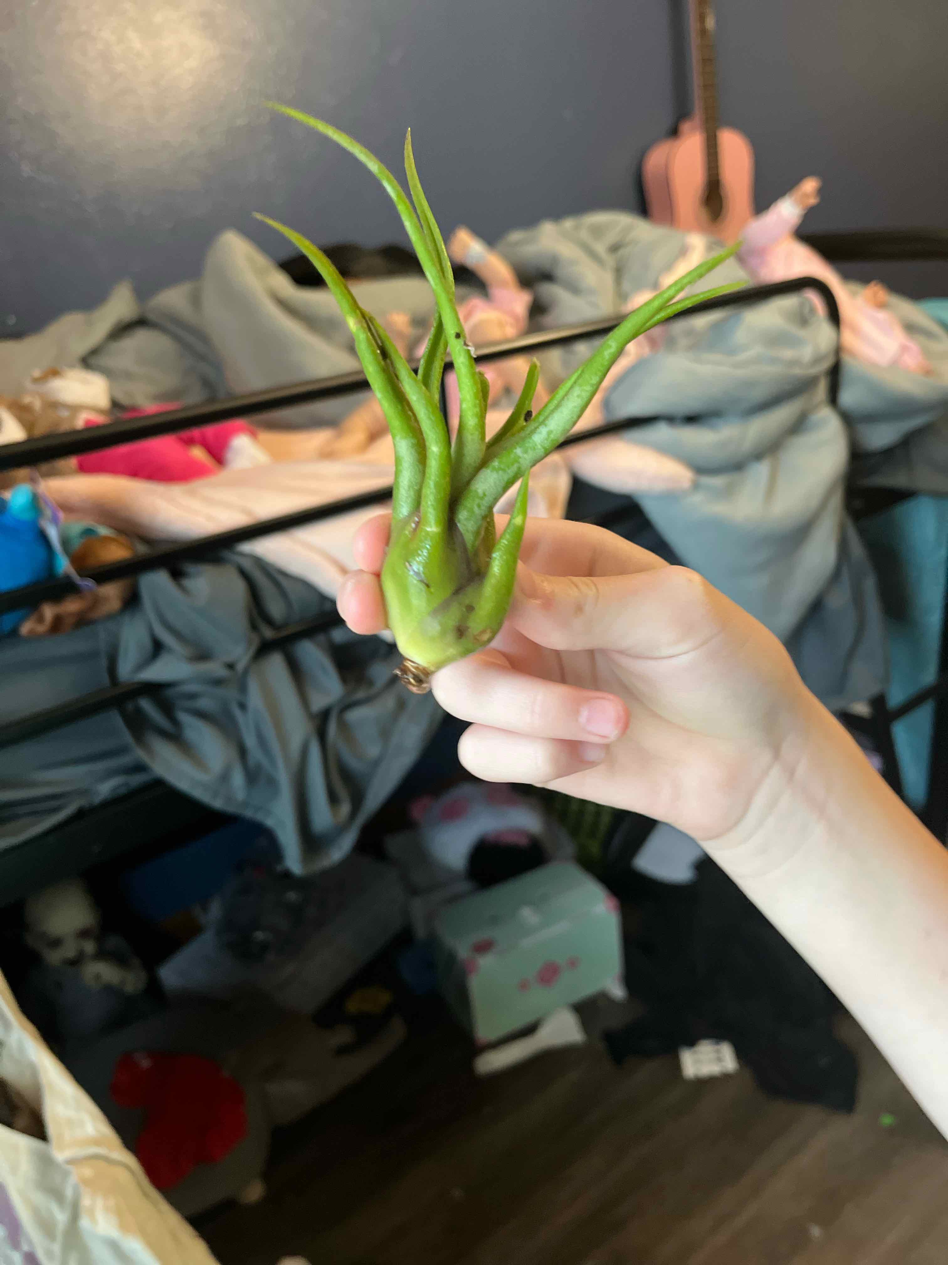 Photo of the plant species Largetillandsia by @ShowyMexico named Megatron on Greg, the plant care app